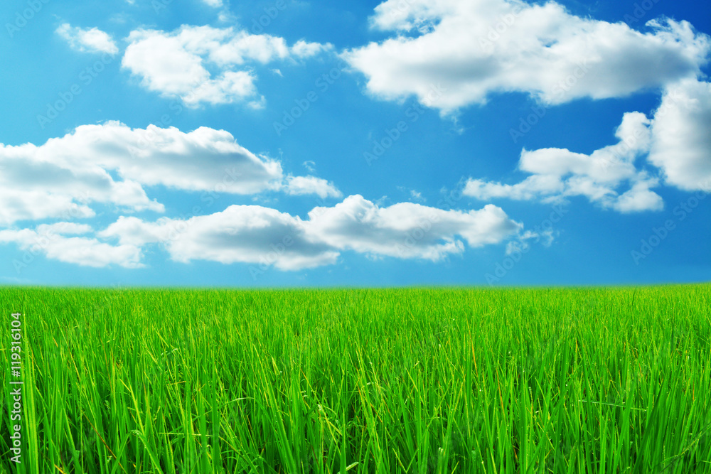 green grass and blue sky fresh nature background green grass and blue sky fresh nature background