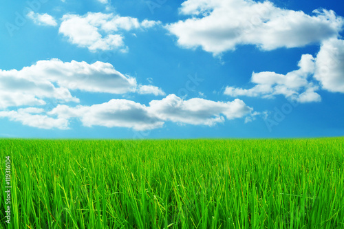 green grass and blue sky fresh nature background