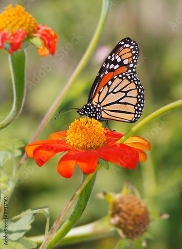 Monarch Butterfly © Doug Lemke