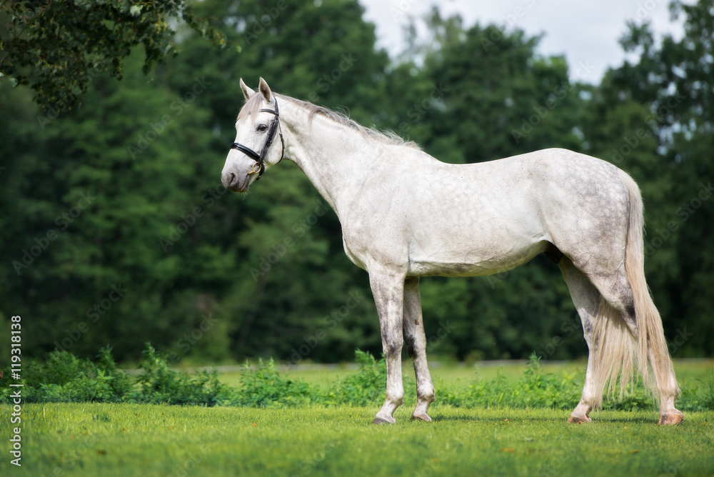 Fototapeta premium white horse standing on a field in summer