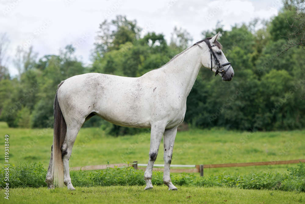 beautiful white horse standing on a field beautiful white horse standing on a field