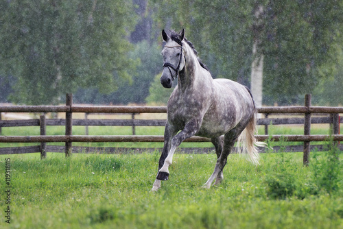 grey horse running in the rain photo