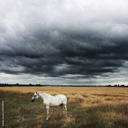 Fototapeta Naklejka Na Ścianę i Meble -  white horse and dark clouds