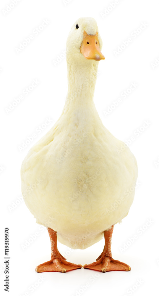 White duck on white. White duck on white.