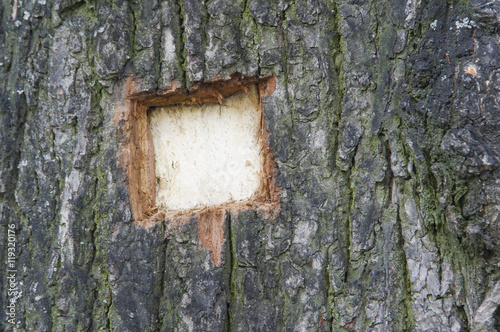 A damaged tree trunk