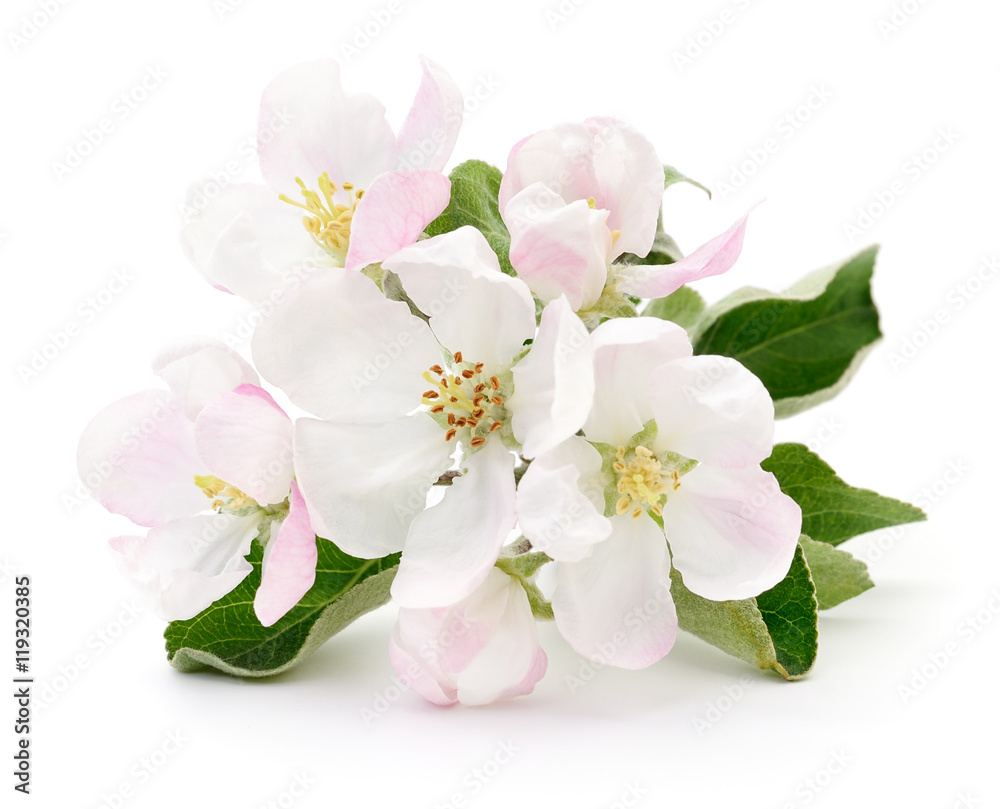 Apple flowers Apple flowers