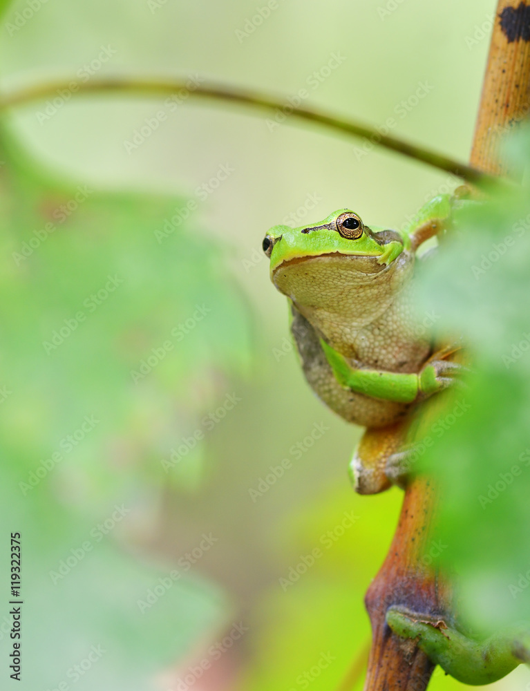 Australian Green Tree Frog sitting on a vine with green leaf background Australian Green Tree Frog sitting on a vine with green leaf background