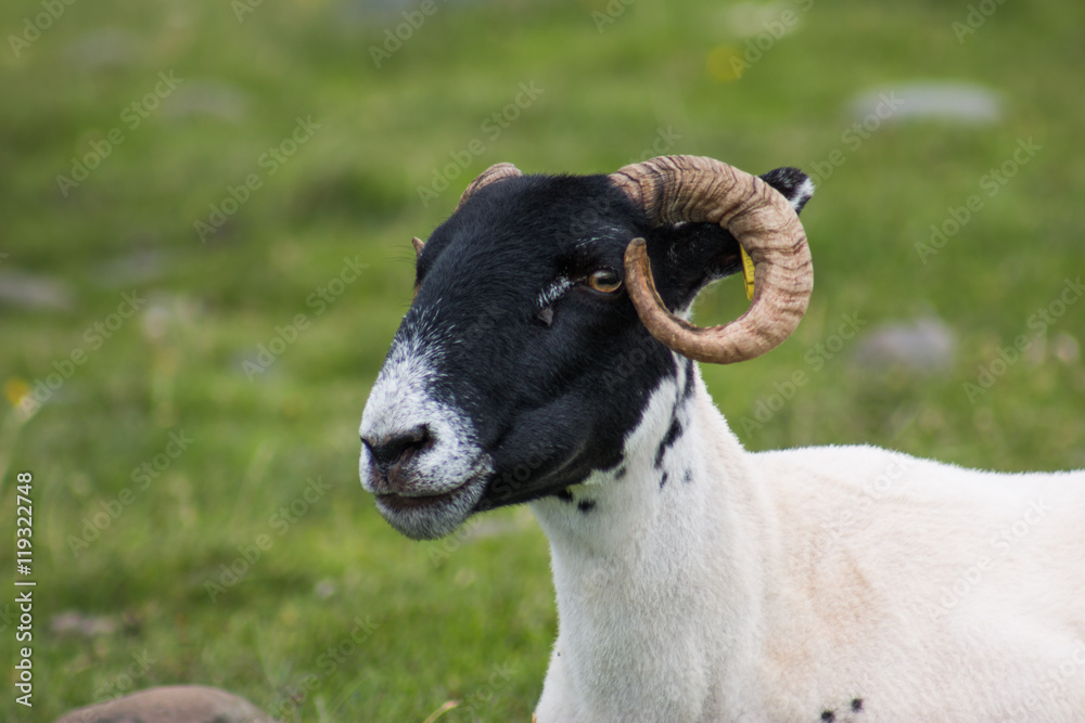 Schafbock in der Taliskerbay, Skye, Schottland Schafbock in der Taliskerbay, Skye, Schottland
