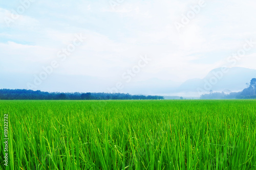 green of rice field with blue sky background