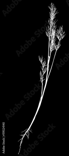 isolated young dill with root white illustration
