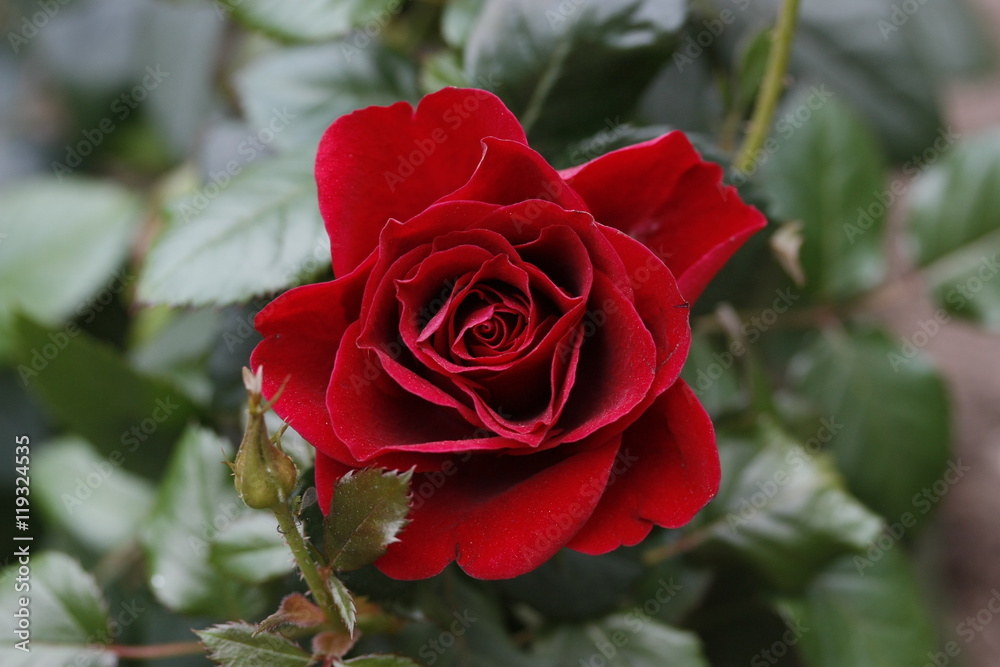 Roses in the garden. Roses in the garden.