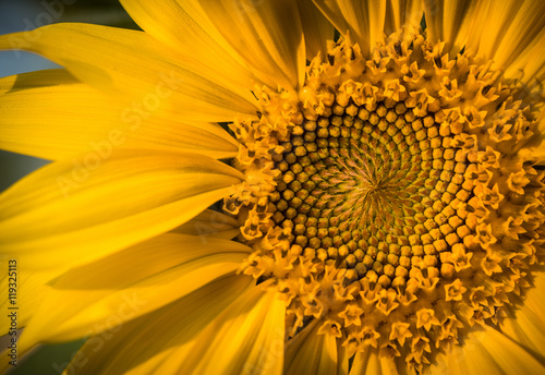 Vibrant yellow and orange macro of a sunflower