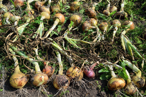 ripe onion lies drying in the garden