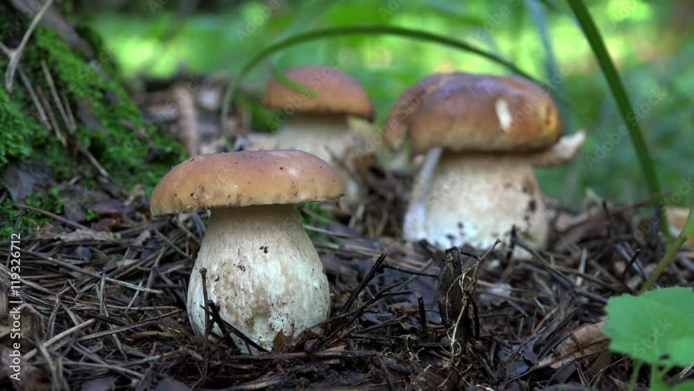 Collection of porcini (Boletus edulis). Collection of porcini (Boletus edulis).