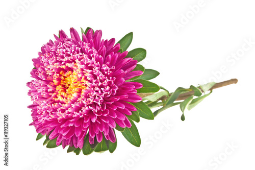 Aster isolated on white background