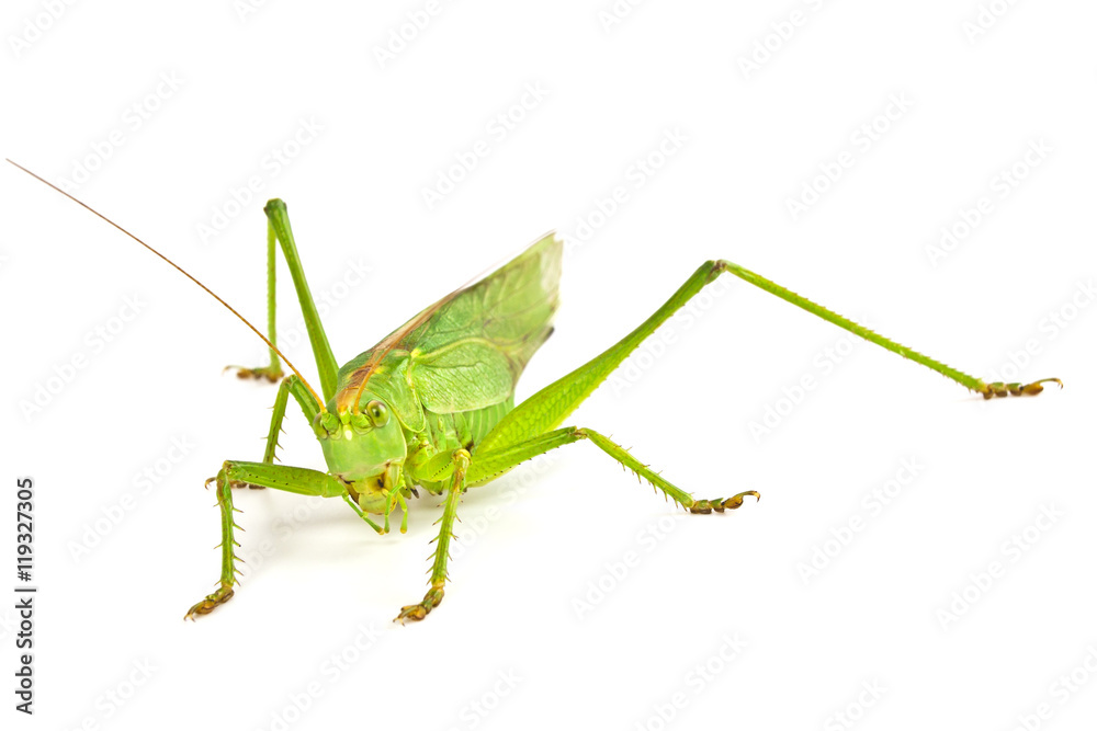 Grasshopper isolated on white background Grasshopper isolated on white background