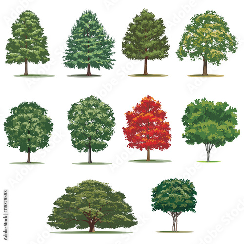 Fotografija Realistic trees pack. Isolated vector trees on white background.