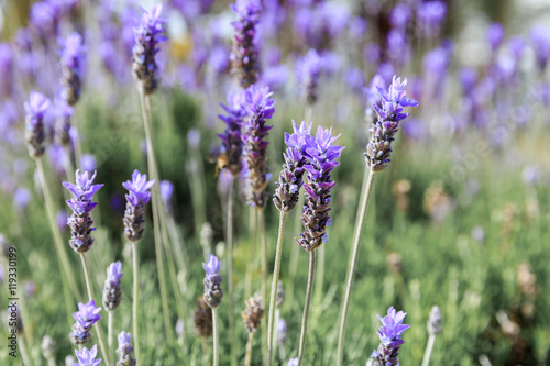 Bright ripe lavender flowers