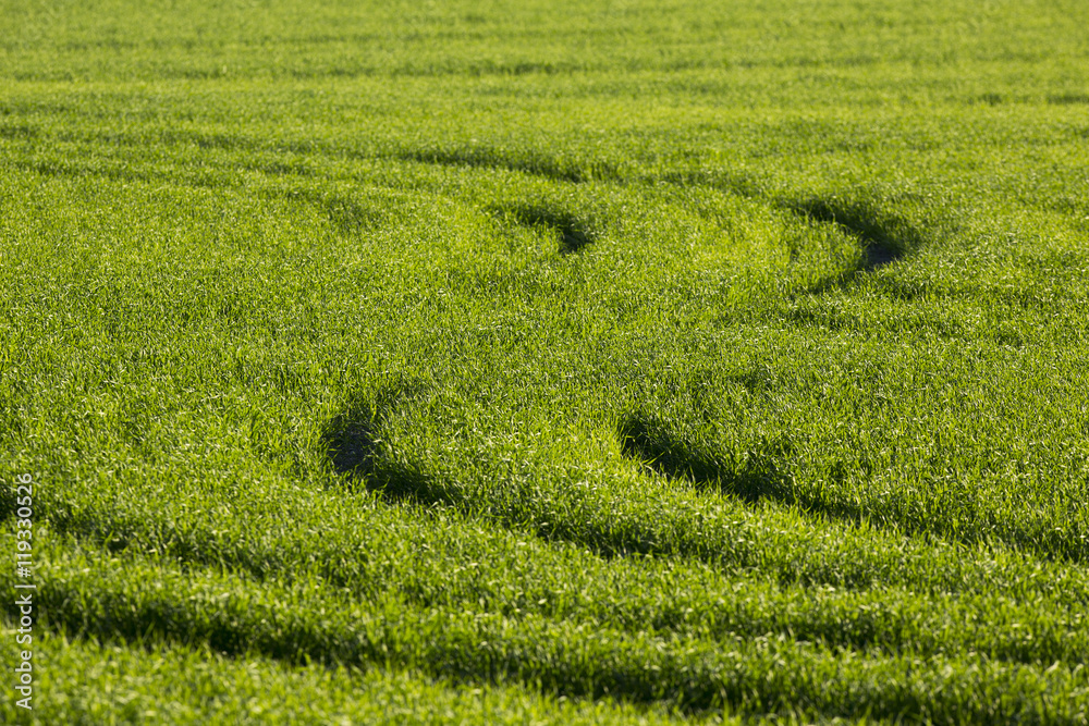 Curves in the wheat field.