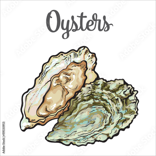 Fresh oyster, sketch style vector illustration isolated on white background. Drawing of oysters as luxury seafood delicacy. Edible underwater creature, healthy organic seafood or shellfish food