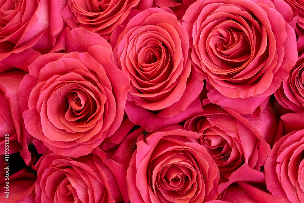 Heap of roses Heap of roses