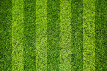 grass