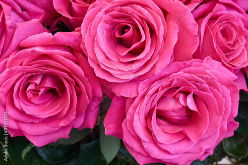 Beautiful dark pink roses