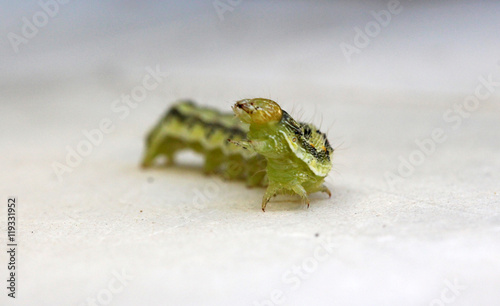  caterpillar photo