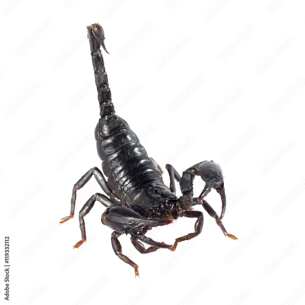 Image of scorpion on a white background. Image of scorpion on a white background.