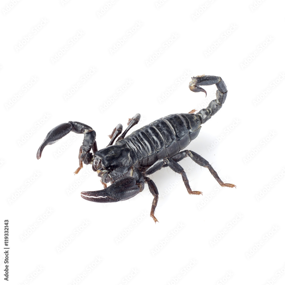 Image of scorpion on a white background. Image of scorpion on a white background.
