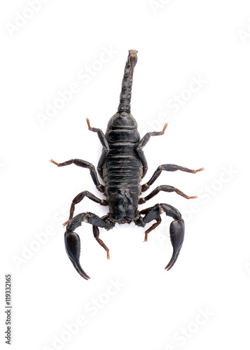 Image of scorpion on a white background. © yod67