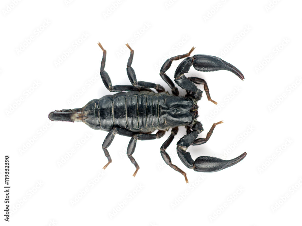 Image of scorpion on a white background. Image of scorpion on a white background.