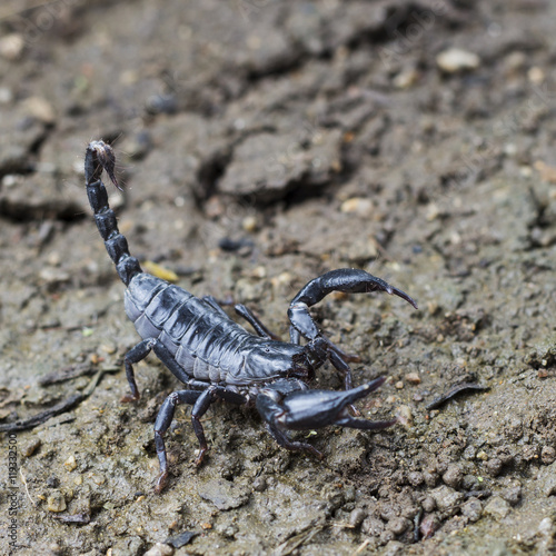 Image of scorpion on the ground.