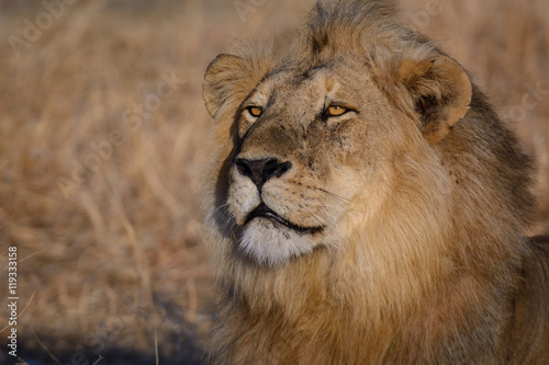 Lion (Panthera leo) Portrait. Ruaha National Park. Tanzania