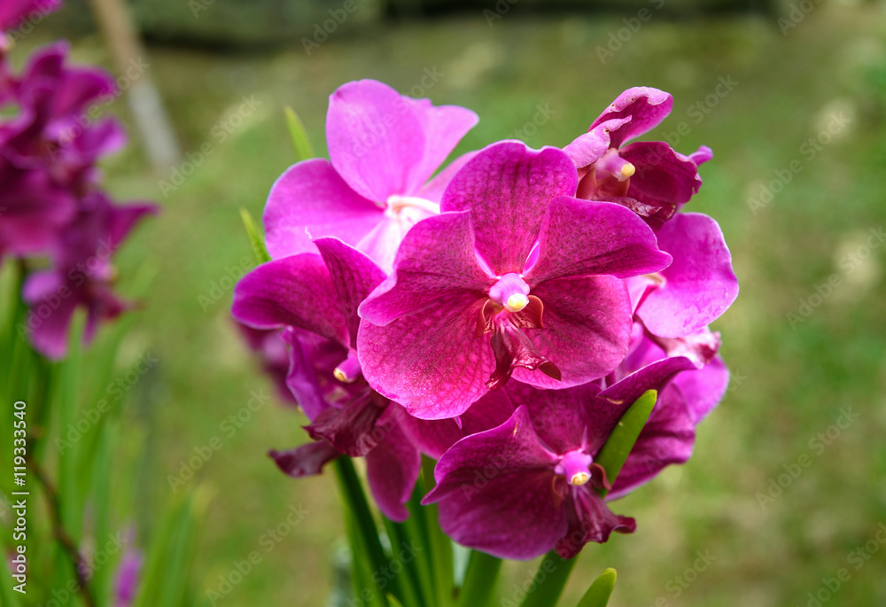 Obraz premium Vanda Penang Currency orchids