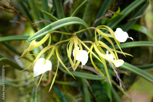 Brassavola orchids flower photo