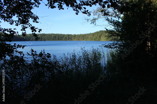 Озеро в летнем лесу