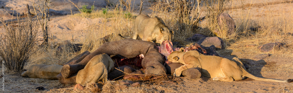 Obraz premium Lion (Panthera leo) feeding on an African bush elephant (Loxodonta africana). Ruaha National Park. Tanzania