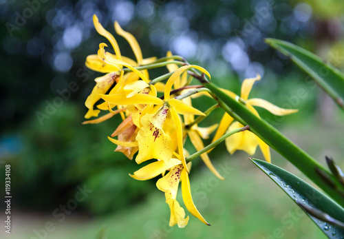 Brassavola orchids flower photo