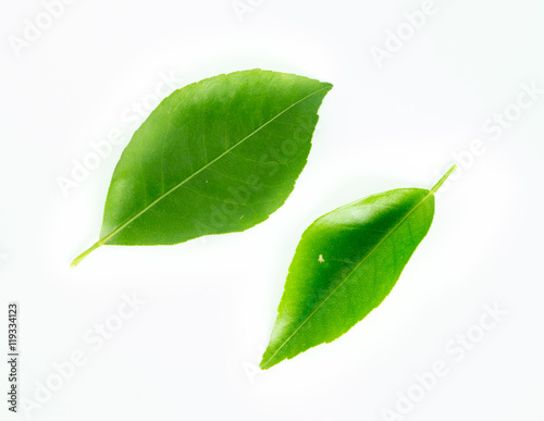 Citrus leaf isolated on white background.