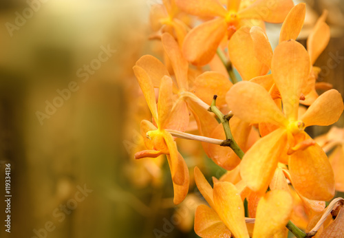 Mokara Gold Nugget orchids flower
