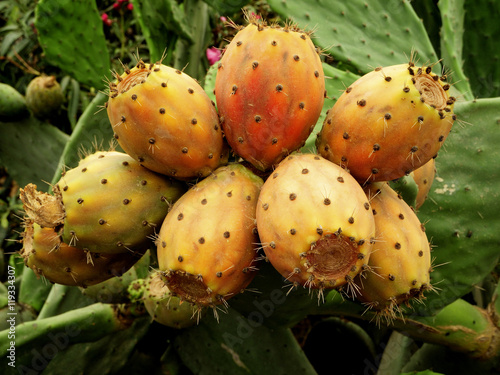 Früchte eines Feigen-Kaktus.