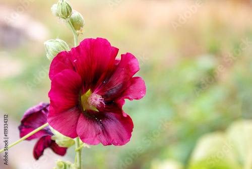 Red Flower