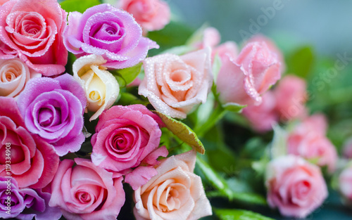 Floral background. Beautiful colored roses in drops of water.