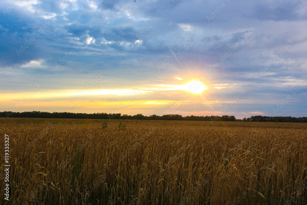 beautiful sunset on a wheat field