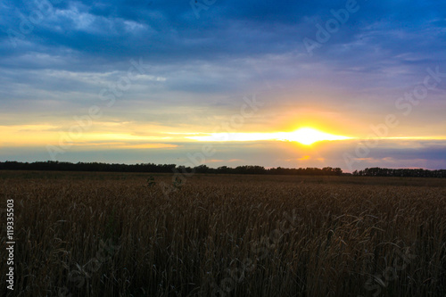 beautiful sunset on a wheat field