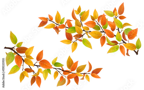 Tree branch with autumn leaves green, red and yellow. Vector set detailed element.