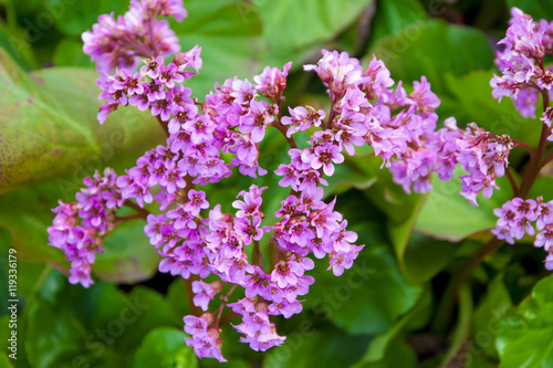 Bild auf Leinwand Bergenia crassifolia in the garden