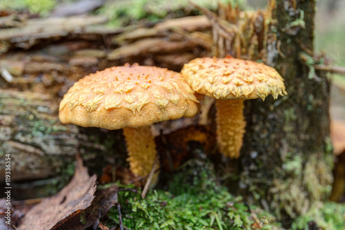 pholiota in the woods