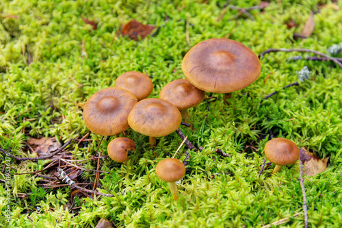 brown mushrooms on moss © Maslov Dmitry